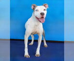 Small #1 American Staffordshire Terrier Mix