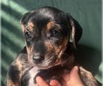 Small #4 Dachshund Mix
