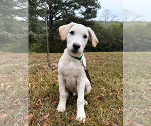 Jinx - Male Golden Labrador Dog for Adoption - Photo #10