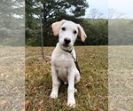 Small Photo #10 Golden Labrador Puppy For Sale in Attalka, AL, USA