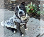 Small #6 American Staffordshire Terrier Mix