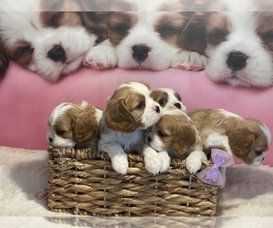 Cavalier King Charles Spaniel Puppy for sale in NAMPA, ID, USA