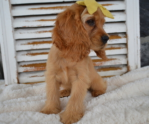 Cocker Spaniel Puppy for sale in HONEY BROOK, PA, USA