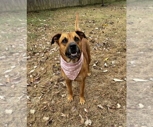 Nina - Female Mutt Dog for Adoption - Photo #2