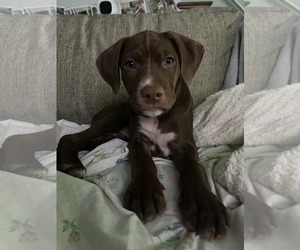 American Pit Bull Terrier-Chocolate Labrador retriever Mix Dogs for adoption in Mechanicsburg, PA, USA