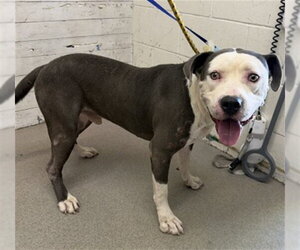Mutt Dogs for adoption in San Bernardino, CA, USA