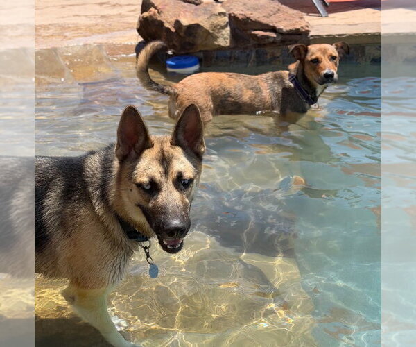 Medium Photo #6 Gerberian Shepsky Puppy For Sale in Canton, CT, USA
