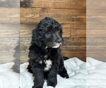 Small Photo #4 Goldendoodle Puppy For Sale in RATHDRUM, ID, USA