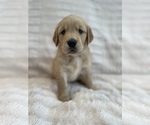 Small Photo #18 Golden Retriever Puppy For Sale in IRWIN, PA, USA