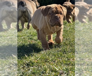 Dogue de Bordeaux Puppy for sale in SPRINGFIELD, KY, USA