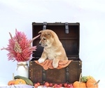 Small #1 Shiba Inu