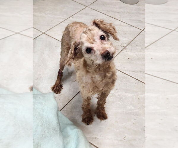 Medium Photo #1 Mutt Puppy For Sale in Walnutport, PA, USA