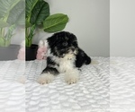 Small #4 Bernedoodle (Miniature)