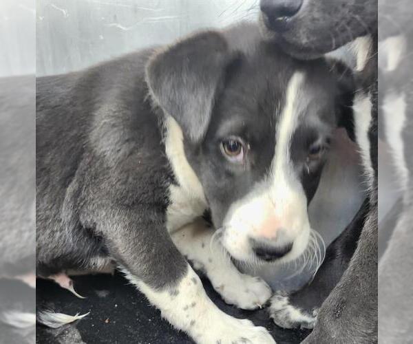 Medium Photo #1 American Staffordshire Terrier-Unknown Mix Puppy For Sale in San Antonio, TX, USA