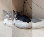 Small #3 Labrador Retriever Mix