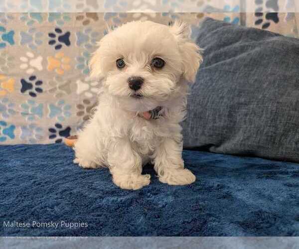 Medium Photo #18 Maltese Puppy For Sale in OCALA, FL, USA