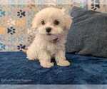 Small Photo #18 Maltese Puppy For Sale in OCALA, FL, USA