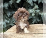 Small #3 Shih Tzu