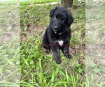Small #1 German Shepherd Dog