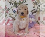Small Photo #1 Goldendoodle Puppy For Sale in SALUDA, SC, USA
