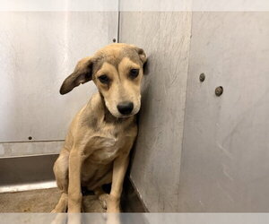 German Shepherd Dog-Unknown Mix Dogs for adoption in San Bernardino, CA, USA