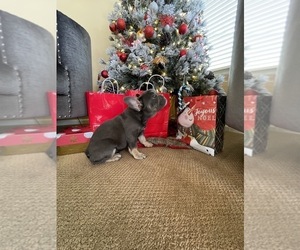 French Bulldog Puppy for sale in DENVER, CO, USA
