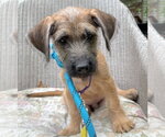 Small #2 Mutt