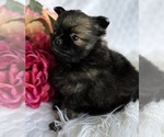 Small #9 Pomeranian