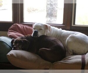 Lady aka Ladybug - BONDED WITH LEO!! - Female Box-a-Pug Dog for Adoption - Photo #7
