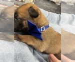 Small Photo #218 Belgian Malinois Puppy For Sale in REESEVILLE, WI, USA