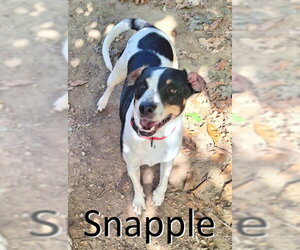 Mutt Dogs for adoption in Mountain View, AR, USA