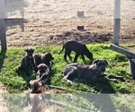 Small #13 Irish Wolfhound