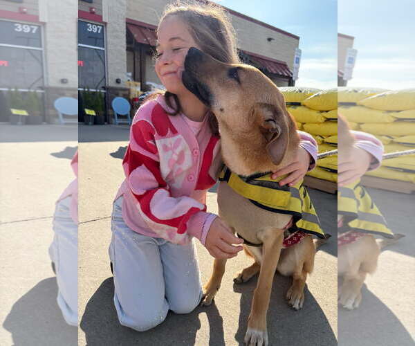 Medium Photo #4 Mutt Puppy For Sale in NYC, NY, USA