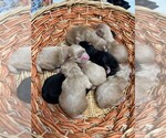 Image preview for Ad Listing. Nickname: CAVAPOO PUPPIES