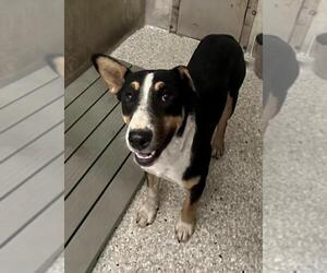 Australian Shepherd-Bull Terrier Mix Dogs for adoption in Lodi, CA, USA