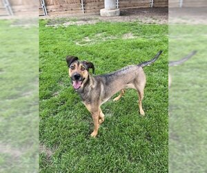 Black Mouth Cur-Unknown Mix Dogs for adoption in Plano, TX, USA