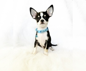 Chihuahua Puppy for Sale in SACRAMENTO, California USA