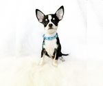 Image preview for Ad Listing. Nickname: Domino