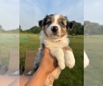 Small Photo #11 Australian Shepherd Puppy For Sale in NILES, MI, USA