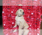 Small Photo #3 Golden Retriever Puppy For Sale in PORT TREVORTON, PA, USA