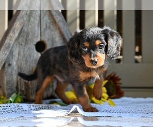 Cavapoo Puppy for sale in MILLERSBURG, OH, USA