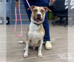 Small #1 Boxer Mix