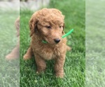 Small Photo #5 Goldendoodle Puppy For Sale in BOWLING GREEN, KY, USA