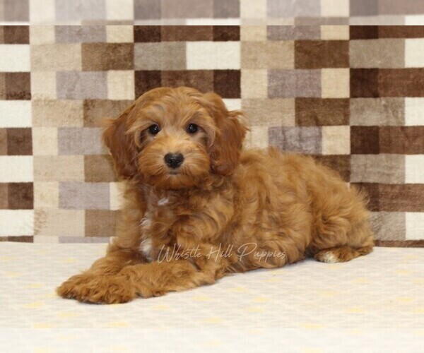 Medium Photo #2 Cavapoo Puppy For Sale in DENVER, PA, USA