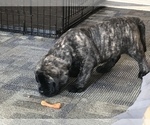 Small Photo #3 Mastiff Puppy For Sale in SAN DIEGO, CA, USA