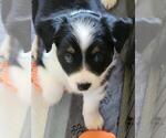 Small Photo #9 Miniature Australian Shepherd Puppy For Sale in MONTGOMERY, IL, USA