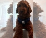 Small #12 Poodle (Miniature)