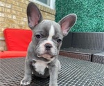 Small Photo #1 French Bulldog Puppy For Sale in PORTSMOUTH, VA, USA