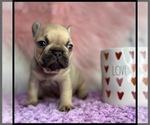 Small Photo #3 French Bulldog Puppy For Sale in OJAI, CA, USA