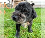 Small Photo #1 Lhasa Apso-Unknown Mix Puppy For Sale in Morris, NY, USA